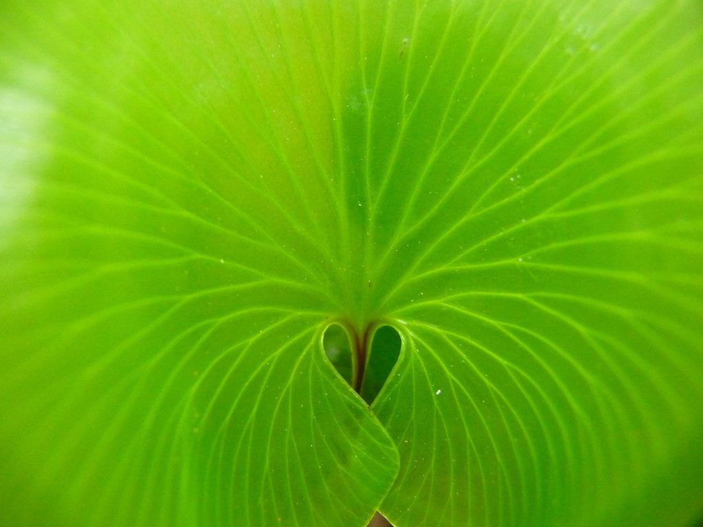 Heart Leaf (original)